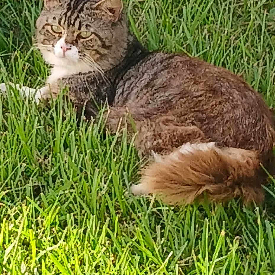 Bigboy joined the competition — help win amazing prizes! cat, tabby_cat, grass, outdoor, animal, pet, feline, nature, sunlight, greenery, resting, mammal, fur, whiskers, relaxed, alert, tail, closeup, daylight, leaf