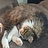 Bigboy is registered to the contest to win money with this photo: cat, sleeping, couch, furry, pet, indoor, resting, cozy, animal, whiskers, paw, tabby, cute, fur, relaxing, domestic, mammal, nap, feline, home