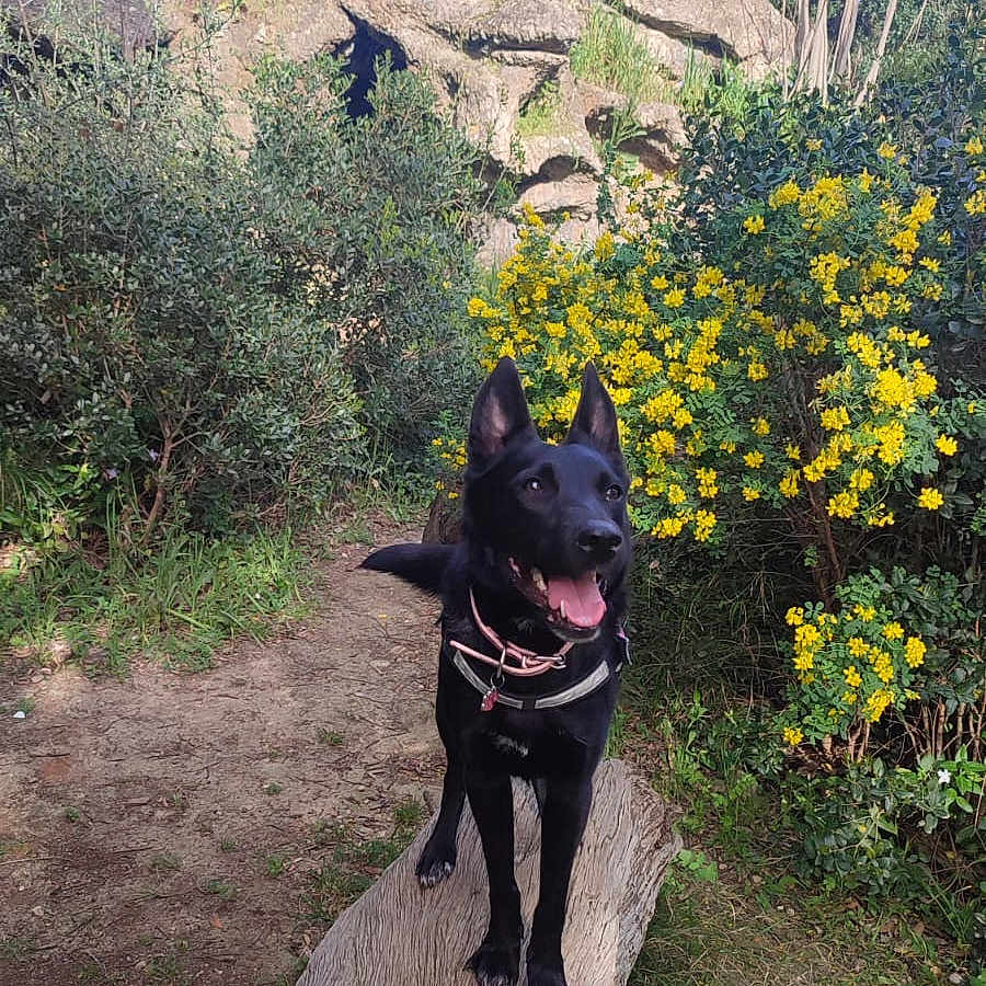 Louna participe au concours pour gagner de l'argent avec cette photo : animal, black_dog, canine, collar, daytime, dog, flowers, garden, greenery, happy, log, nature, outdoor, path, pet, playful, sunlight, tongue_out, tree, yellow_flowers
