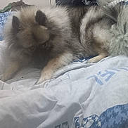 Willow a rejoint le concours — aidez-le/la à gagner de superbes lots ! dog, bed, blanket, fluffy, indoor, furniture, cabinet, curious, pet, animal, resting, fur, cozy, living_space, blue, white, pattern, phone_screenshot, overlay, room