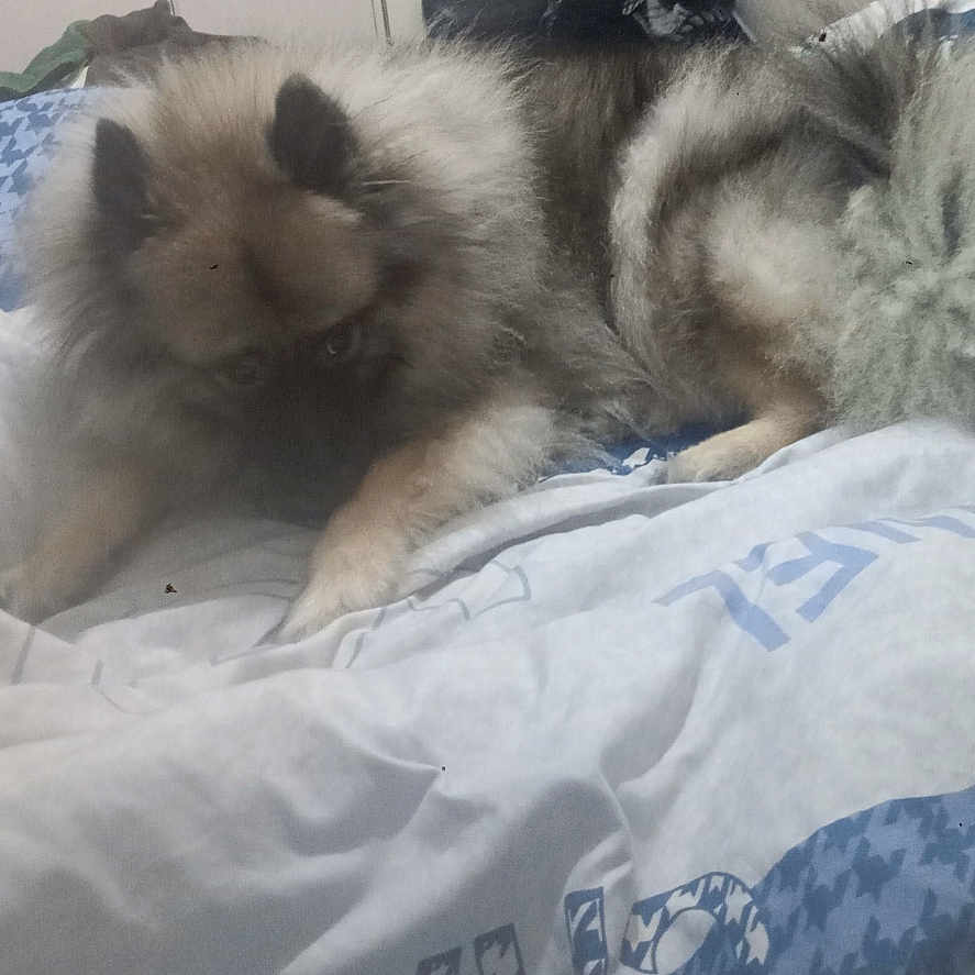Willow