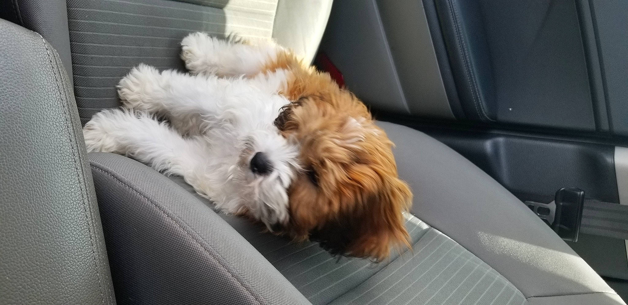 Cooper joined the competition — help win amazing prizes! canidae, carnivore, cavachon, cavapoo, companion_dog, dog, dog_breed, havanese, irish_soft_coated_wheaten_terrier, lhasa_apso, maltepoo, maltese, morkie, petit_basset_griffon_vendeen, puppy, puppy_love, schnoodle, shih_poo, shih_tzu, snout