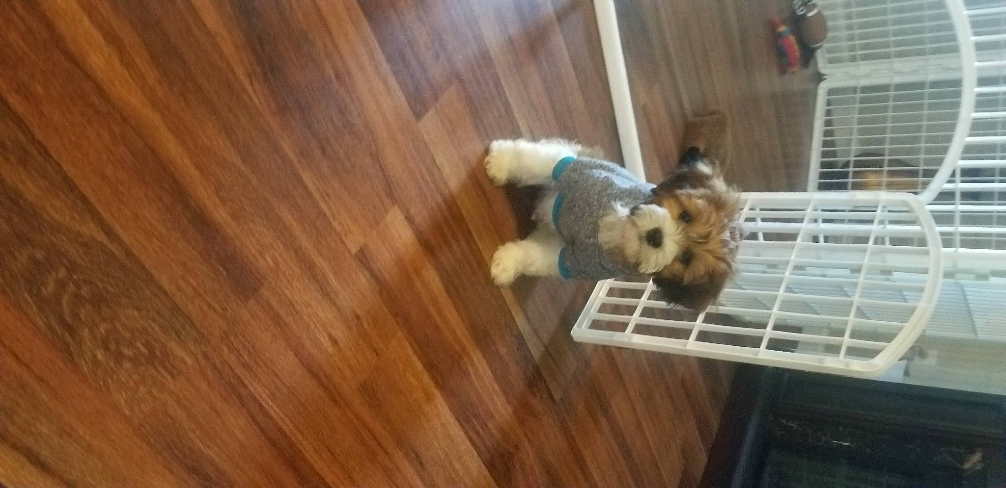 Cooper joined the competition — help win amazing prizes! canidae, carnivore, cavachon, companion_dog, dog, dog_breed, fawn, hardwood, morkie, puppy, shih_tzu, sporting_lucas_terrier, toy_dog, yorkshire_terrier