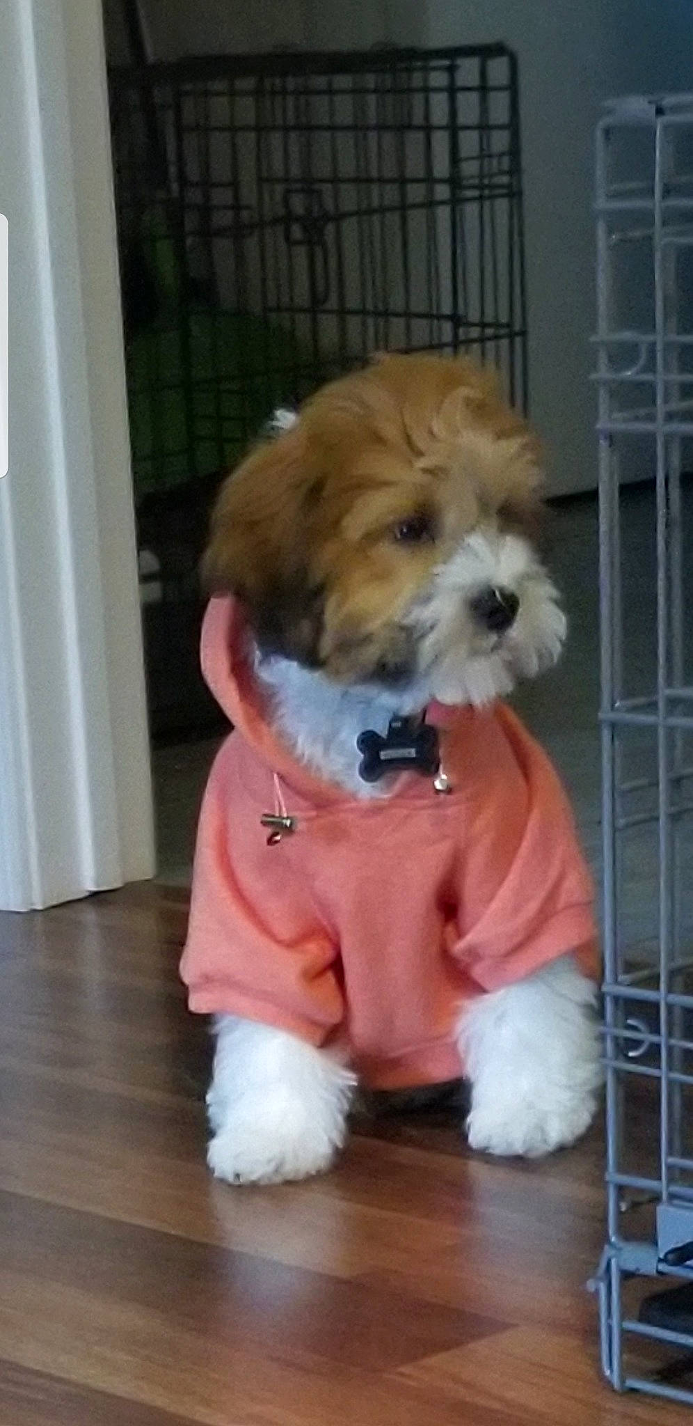 Cooper is registered to the contest to win money with this photo: canidae, carnivore, cavachon, companion_dog, dog, dog_breed, dog_clothes, havanese, kyi_leo, lhasa_apso, maltepoo, mammal, morkie, puppy, puppy_love, schnoodle, shih_tzu, snout, sporting_lucas_terrier, vertebrate