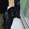 cat, black_cat, windowsill, window, indoor, pet, feline, animal, resting, curious, mesh_screen, natural_light, fur, whiskers, ears, alert, side_view, domestic_cat, relaxed, looking_out
