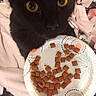 Pumpkin joined the competition — help win amazing prizes! cat, black_cat, pet, food, cat_treats, plate, blanket, cozy, close_up, curious, yellow_eyes, feline, indoor, cute, animal, fur, whiskers, soft, resting, domestic
