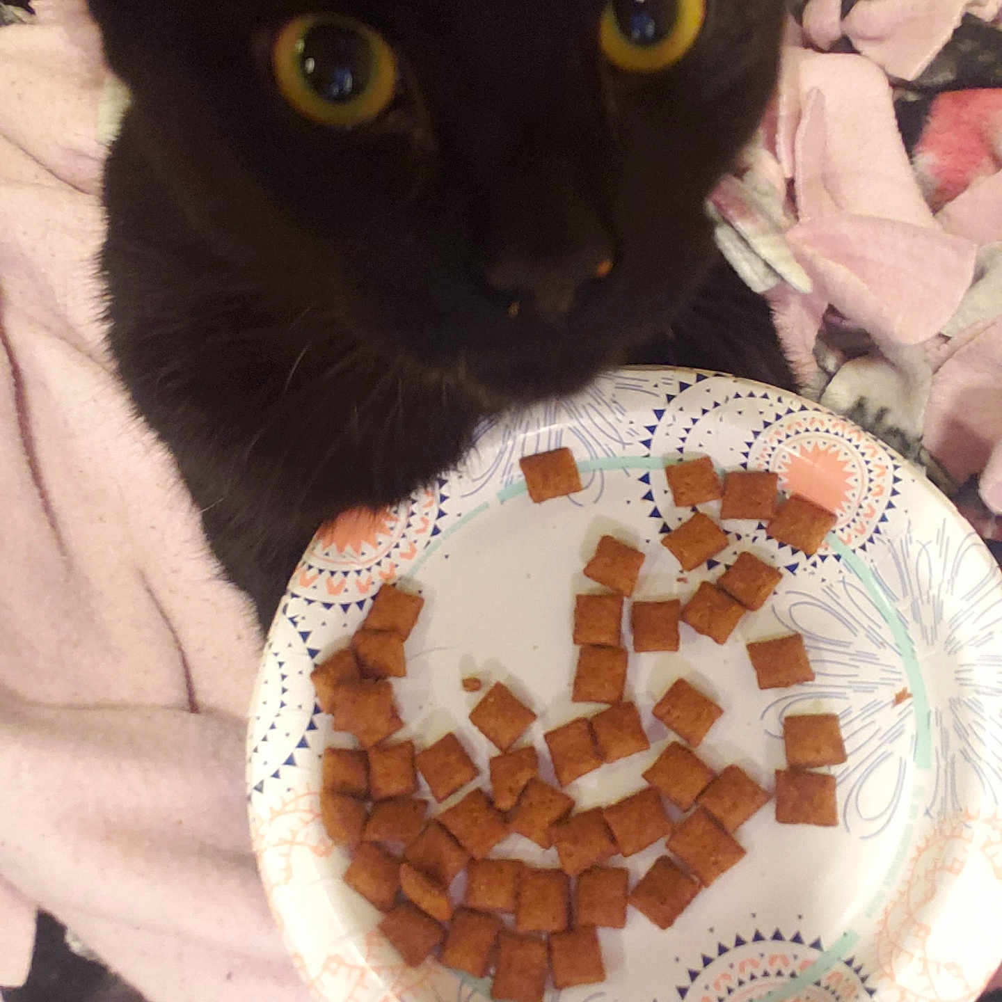 Pumpkin joined the competition — help win amazing prizes! cat, black_cat, pet, food, cat_treats, plate, blanket, cozy, close_up, curious, yellow_eyes, feline, indoor, cute, animal, fur, whiskers, soft, resting, domestic