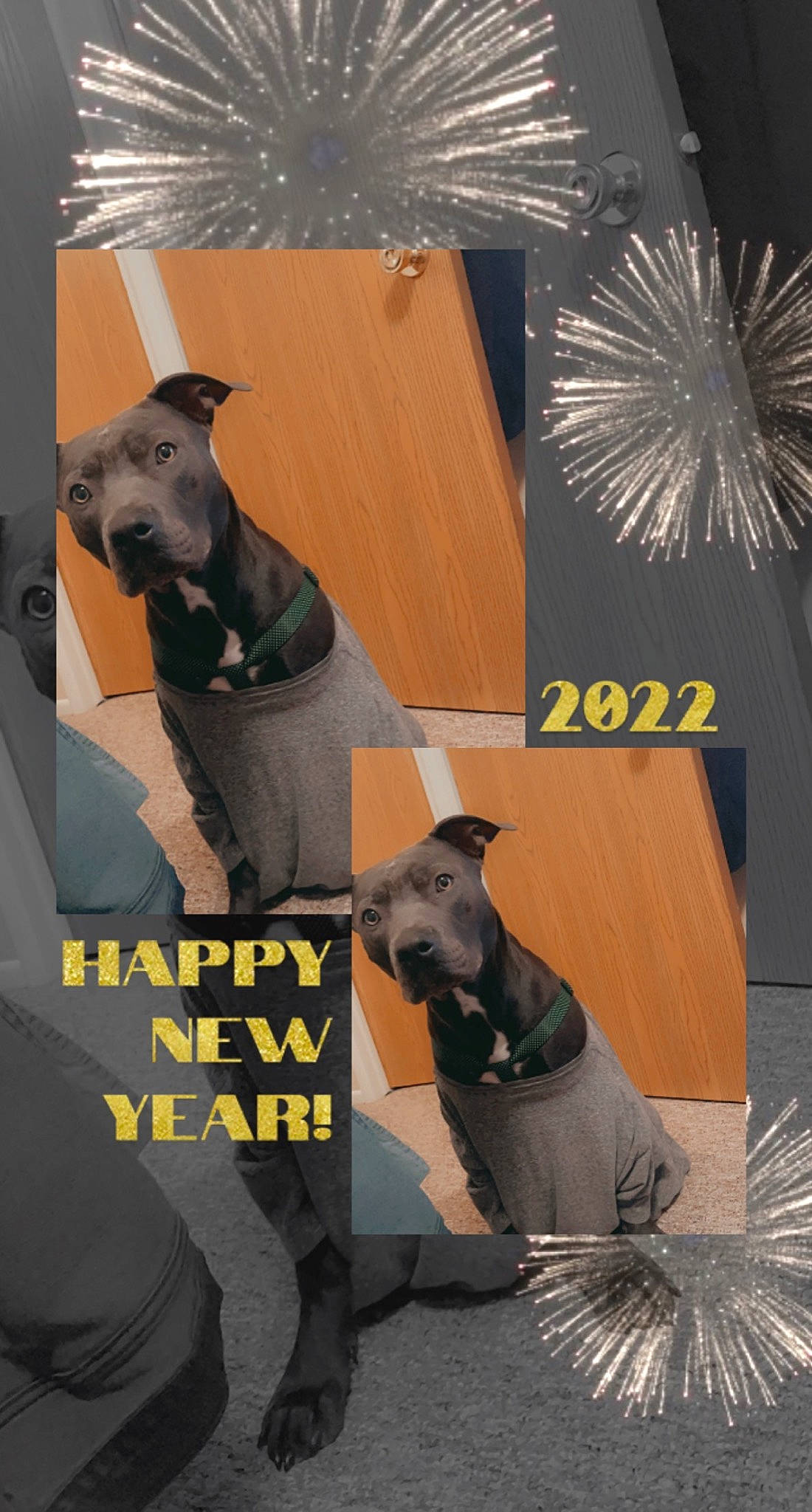 Desiel is registered to the contest to win money with this photo: advertising, black, canidae, carnivore, companion_dog, dog, dog_breed, dog_supply, event, fawn, font, hat, mammal, pet_supply, poster, sleeve, snout, sporting_group, vertebrate, working_animal