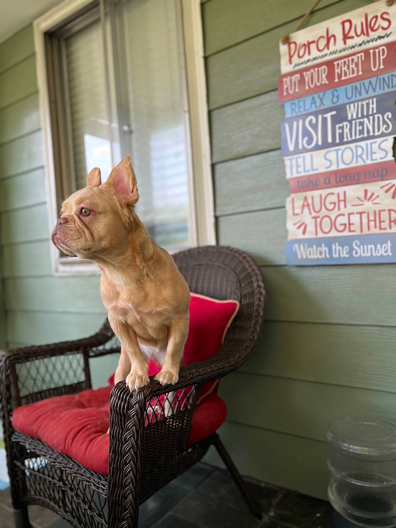 Ms. Birkin joined the competition — help win amazing prizes! canidae, carnivore, chair, comfort, companion_dog, dog, dog_breed, fawn, felidae, outdoor_furniture, plant, room, sitting, small_to_medium_sized_cats, snout, sporting_group, tail, whiskers, window, wood