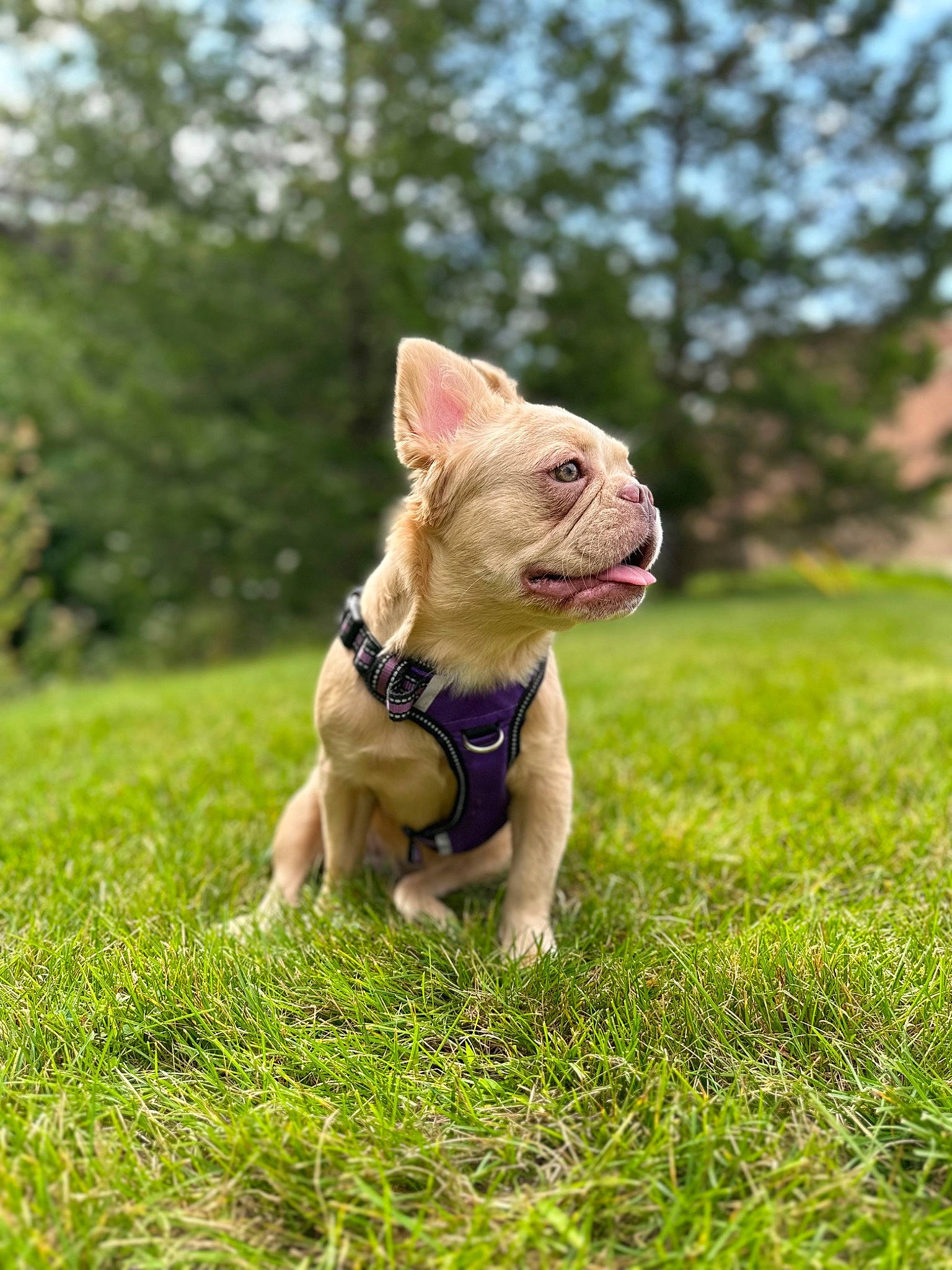 Ms. Birkin joined the competition — help win amazing prizes! canidae, carnivore, collar, companion_dog, dog, dog_breed, dog_collar, fawn, grass, grassland, happy, lawn, plant, sky, snout, sporting_group, tail, tree, whiskers, working_animal
