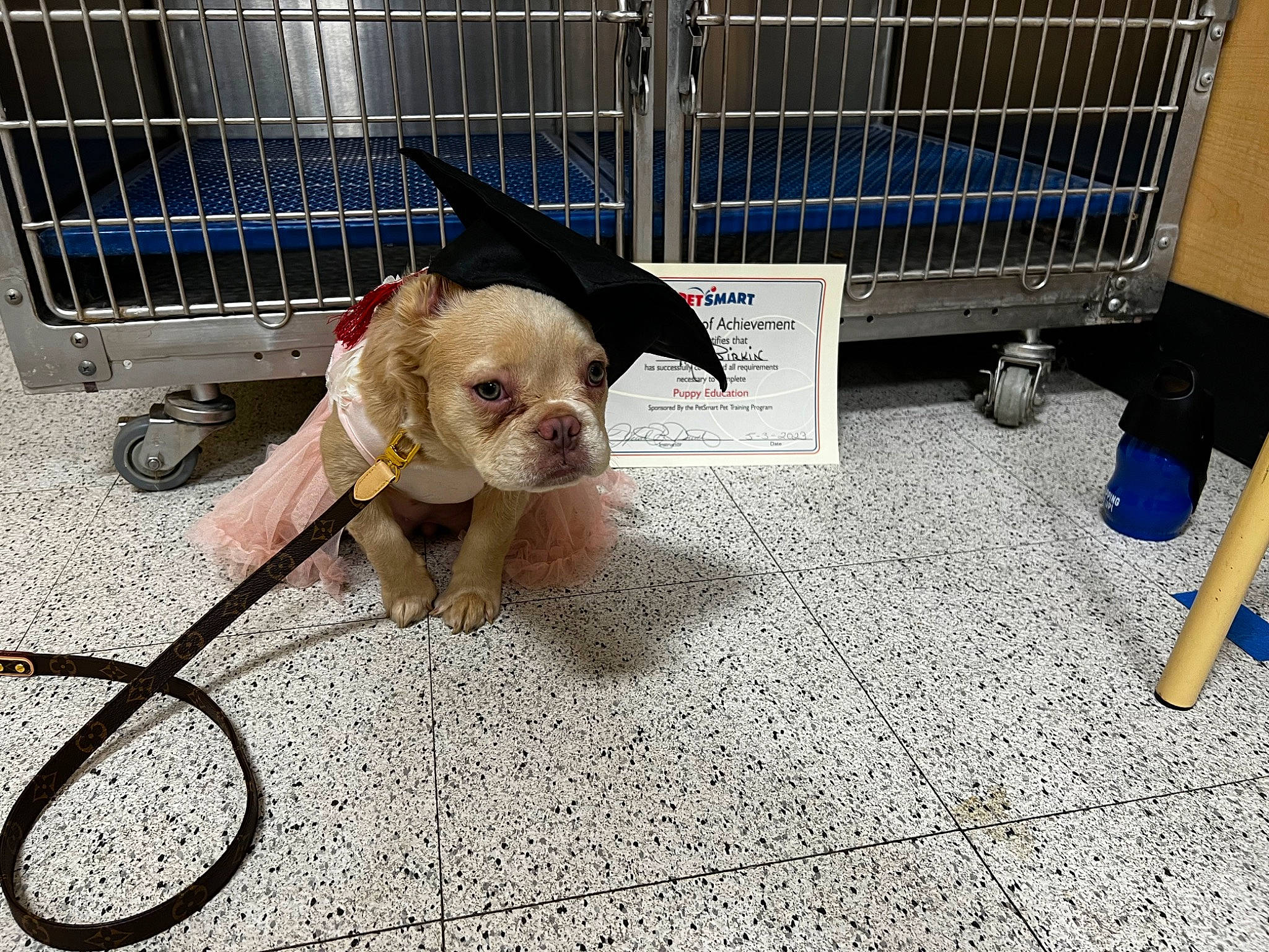 Ms. Birkin joined the competition — help win amazing prizes! animal_shelter, cage, carnivore, collar, companion_dog, dog, dog_breed, dog_collar, dog_crate, dog_supply, fawn, flooring, leash, liver, mammal, pet_supply, snout, toy_dog, vertebrate, working_animal