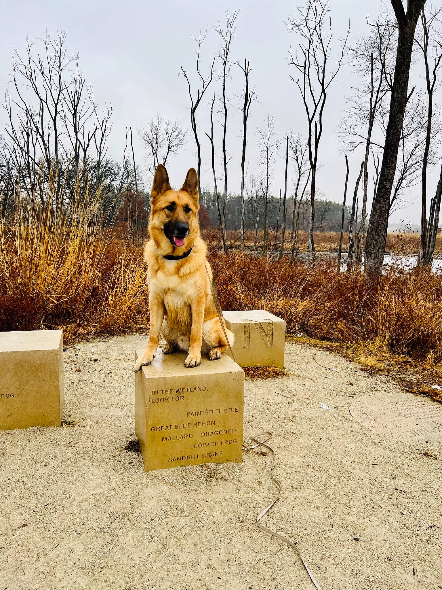 Maxx joined the competition — help win amazing prizes! canidae, carnivore, companion_dog, dog, dog_breed, fawn, grass, herding_dog, kintamani, landscape, leash, plant, road_surface, sky, spitz, sporting_group, tail, tree, wildlife, wood