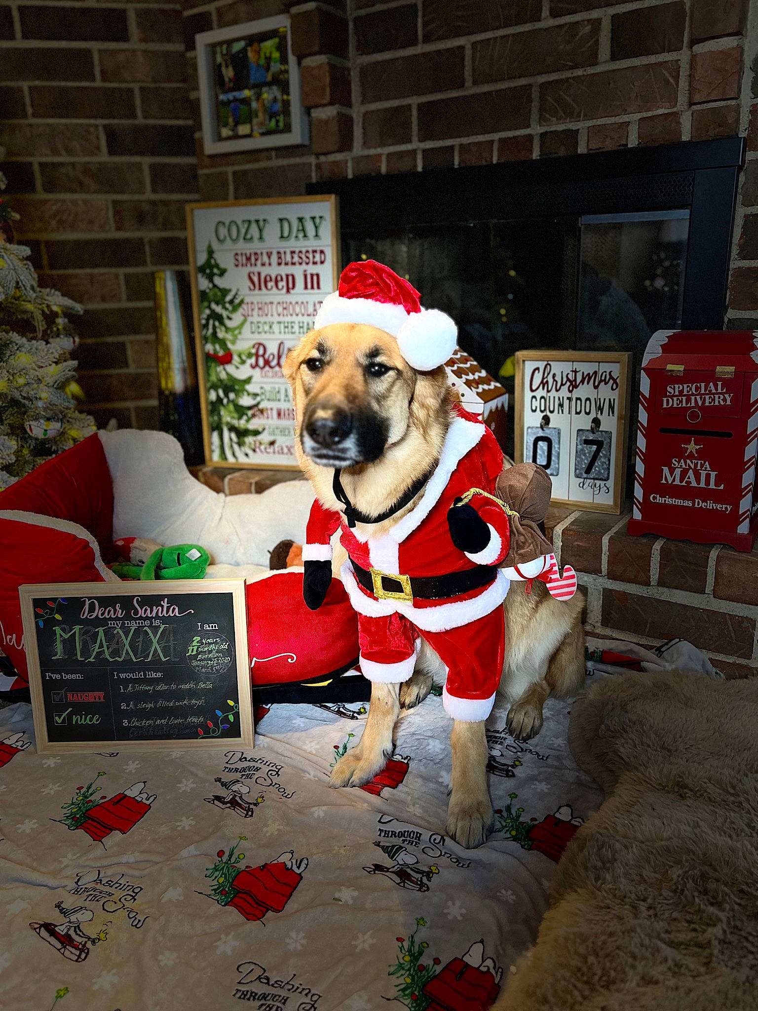 Maxx joined the competition — help win amazing prizes! canidae, carmine, carnivore, christmas, christmas_decoration, christmas_ornament, collar, companion_dog, dog, dog_breed, dog_clothes, dog_supply, event, fawn, hat, holiday, pet_supply, santa_claus, sporting_group, working_animal