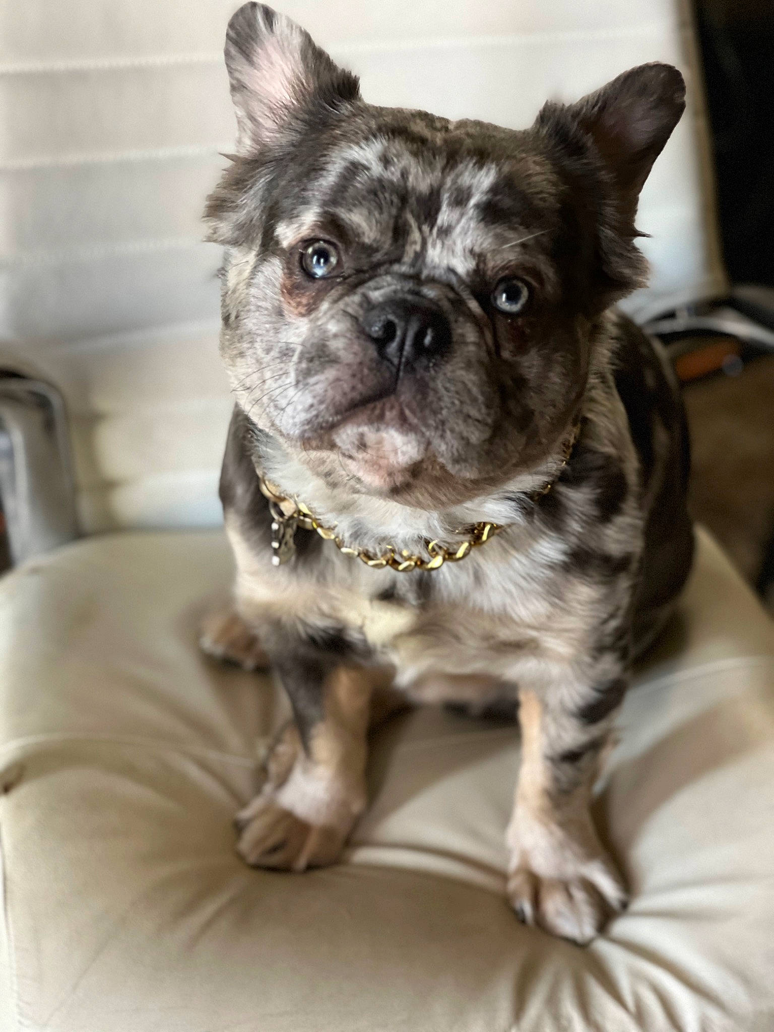 Louis joined the competition — help win amazing prizes! bulldog, canidae, carnivore, collar, companion_dog, dog, dog_breed, dog_collar, ear, eye, fawn, fur, pug, snout, sporting_group, terrestrial_animal, toy_dog, whiskers, working_animal, wrinkle