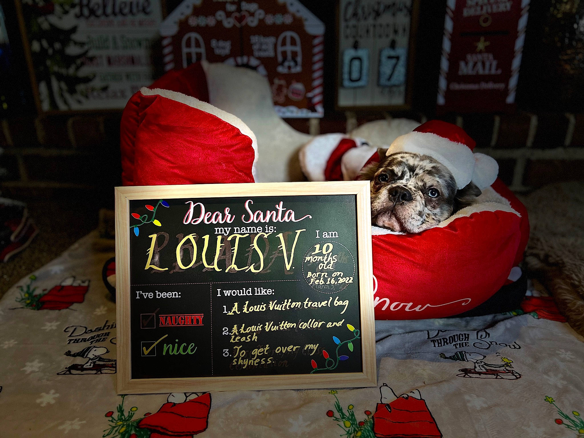 Louis is registered to the contest to win money with this photo: book, carmine, christmas, christmas_decoration, christmas_eve, christmas_ornament, companion_dog, dog, event, font, fur, holiday, interior_design, linens, publication, recipe, rectangle, red, room, santa_claus