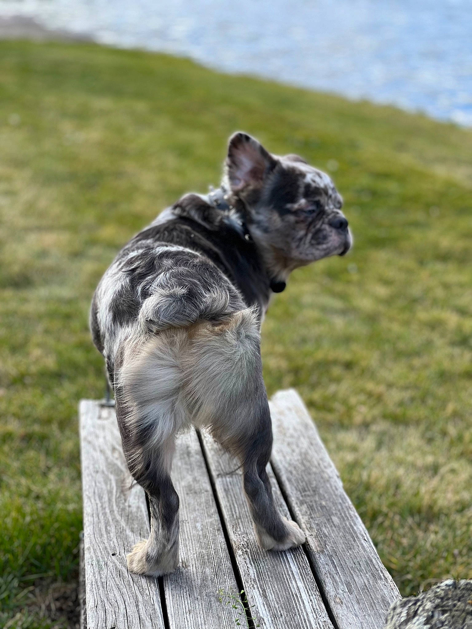 Louis joined the competition — help win amazing prizes! australian_stumpy_tail_cattle_dog, bulldog, canidae, carnivore, collar, companion_dog, dog, dog_breed, dog_collar, grass, leash, mammal, snout, sporting_group, tail, terrestrial_animal, vertebrate, water, working_animal, working_dog