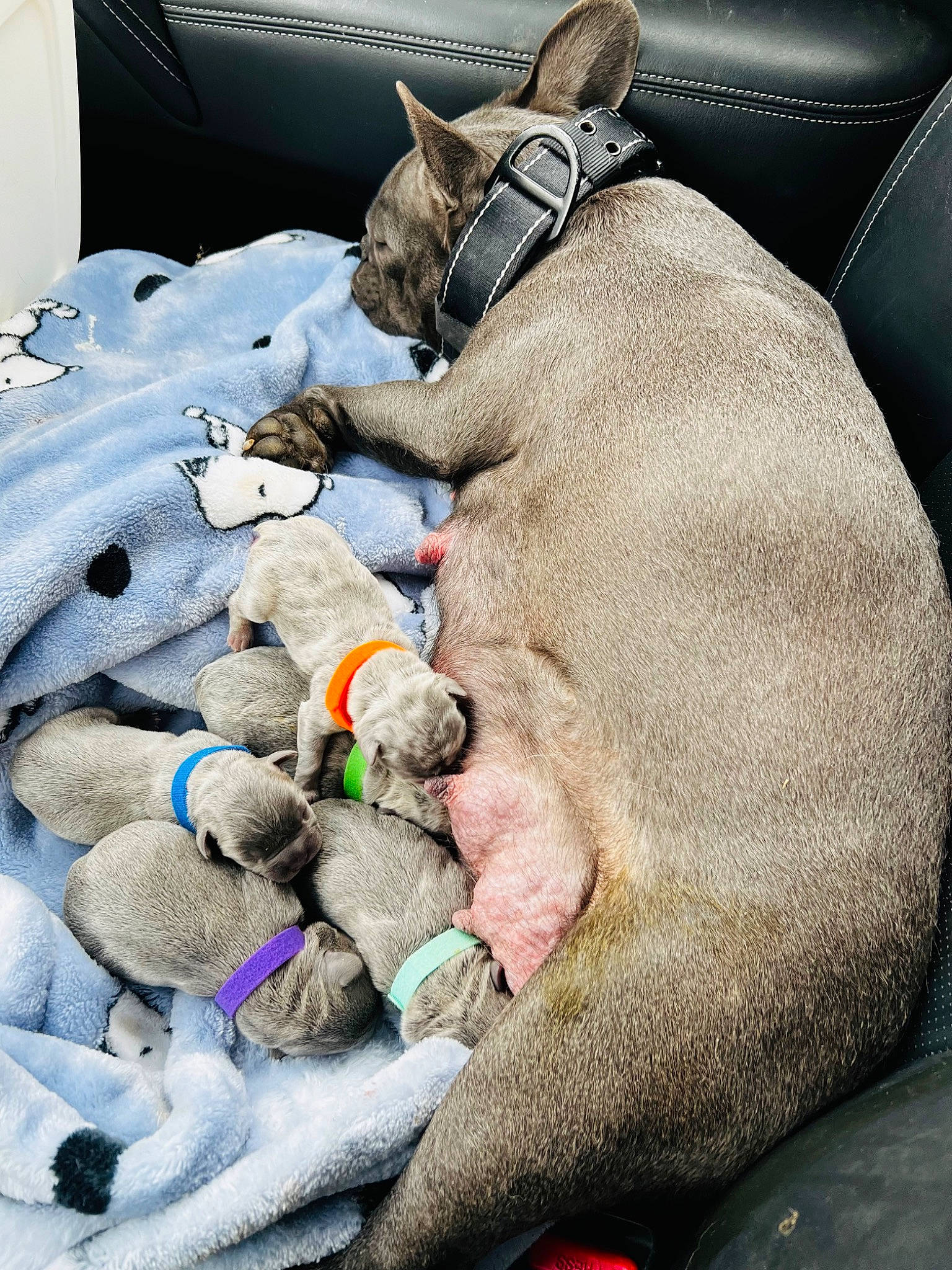 Bella joined the competition — help win amazing prizes! canidae, carnivore, comfort, companion_dog, dog, dog_breed, fawn, felidae, fur, luggage_and_bags, mammal, plush, small_to_medium_sized_cats, snout, sporting_group, stuffed_toy, toy, vertebrate, whiskers, working_animal