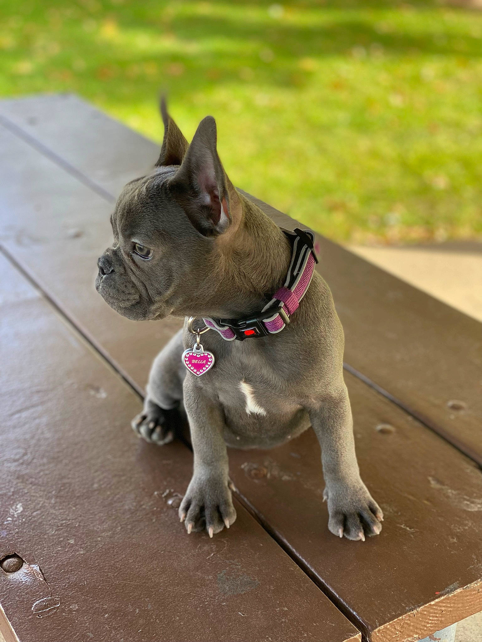 Bella joined the competition — help win amazing prizes! canidae, carnivore, cat, collar, companion_dog, dog_breed, dog_collar, domestic_short_haired_cat, fawn, felidae, grey, leash, paw, small_to_medium_sized_cats, snout, tail, terrestrial_animal, whiskers, wood, working_animal