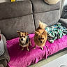 dog, small_dog, couch, blanket, indoor, pet, animal, fur, brown_dog, black_and_tan_dog, floor, table, plastic_cup, box, fabric, tail, ears, looking_at_camera, two_dogs, home