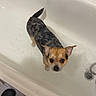 dog, bathtub, wet_fur, small_dog, bathroom, tiles, towel, floor, slippers, looking_up, pet, water, ears, tail, domestic_animal, animal, canine, indoors, white, curious