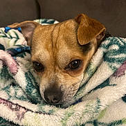 Tocard participe au concours pour gagner de l'argent avec cette photo : dog, blanket, cozy, snug, brown, small_dog, fur, ears, nose, eyes, couch, indoor, resting, pet, animal, comfort, closeup, warm, cute, relax