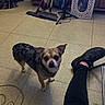 dog, floor, tile, shoe, leg, person, mirror, broom, mop, indoor, pet, curious, black_pants, cleaning_tools, cord, furniture, reflection, small_dog, brown_fur, white_fur