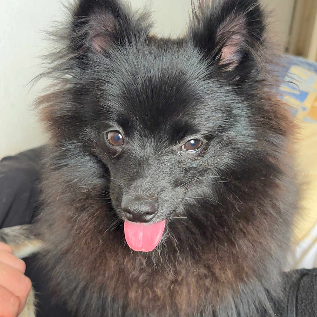 Mowgli