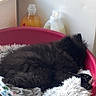 Mowgli a rejoint le concours — aidez-le/la à gagner de superbes lots ! dog, sleeping, pet_bed, blanket, pillow, black_fur, indoor, cozy, resting, household_items, plastic_bottle, floor, corner, quiet, relaxed, fur, mammal, domestic_animal, cute, nap