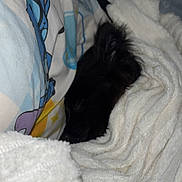 Mowgli participe au concours pour gagner de l'argent avec cette photo : dog, black_dog, blanket, bed, bedding, cozy, sleeping, fur, soft, comfort, indoor, resting, texture, white_blanket, colorful_bedding, animal, pet, snuggled, warm, relaxation