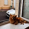Wally a rejoint le concours — aidez-le/la à gagner de superbes lots ! dog, small_dog, windowsill, window, car, parked_car, street, building, urban, pet, animal, fur, brown_dog, relaxed, indoor, outdoor_view, daylight, quiet, resting, cozy