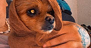 Wally a rejoint le concours — aidez-le/la à gagner de superbes lots ! dog, towel, hand, tattoo, brown, indoor, pet, cozy, wrapped, portrait, looking_away, person_partial, casual, relaxed, home, couch, comfort, warm_colors, animal, companion