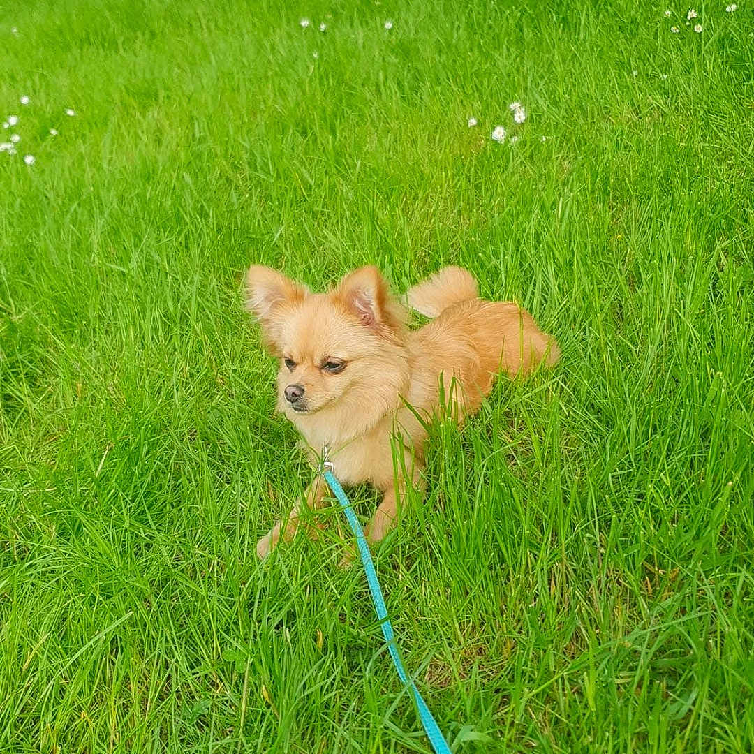 Wally