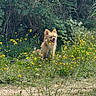 Wally a rejoint le concours — aidez-le/la à gagner de superbes lots ! dog, outdoor, grass, wildflowers, yellow_flowers, sunny, nature, greenery, bushes, pet, happy, fluffy, small_dog, leash, smiling, animal, canine, field, daylight, flora