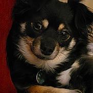 Luna is registered to the contest to win money with this photo: dog, pet, close_up, black, tan, fur, ears, eyes, nose, collar, tag, relaxed, indoor, sofa, couch, cozy, portrait, cute, animal, companion