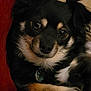 dog, pet, close_up, black, tan, fur, ears, eyes, nose, collar, tag, relaxed, indoor, sofa, couch, cozy, portrait, cute, animal, companion