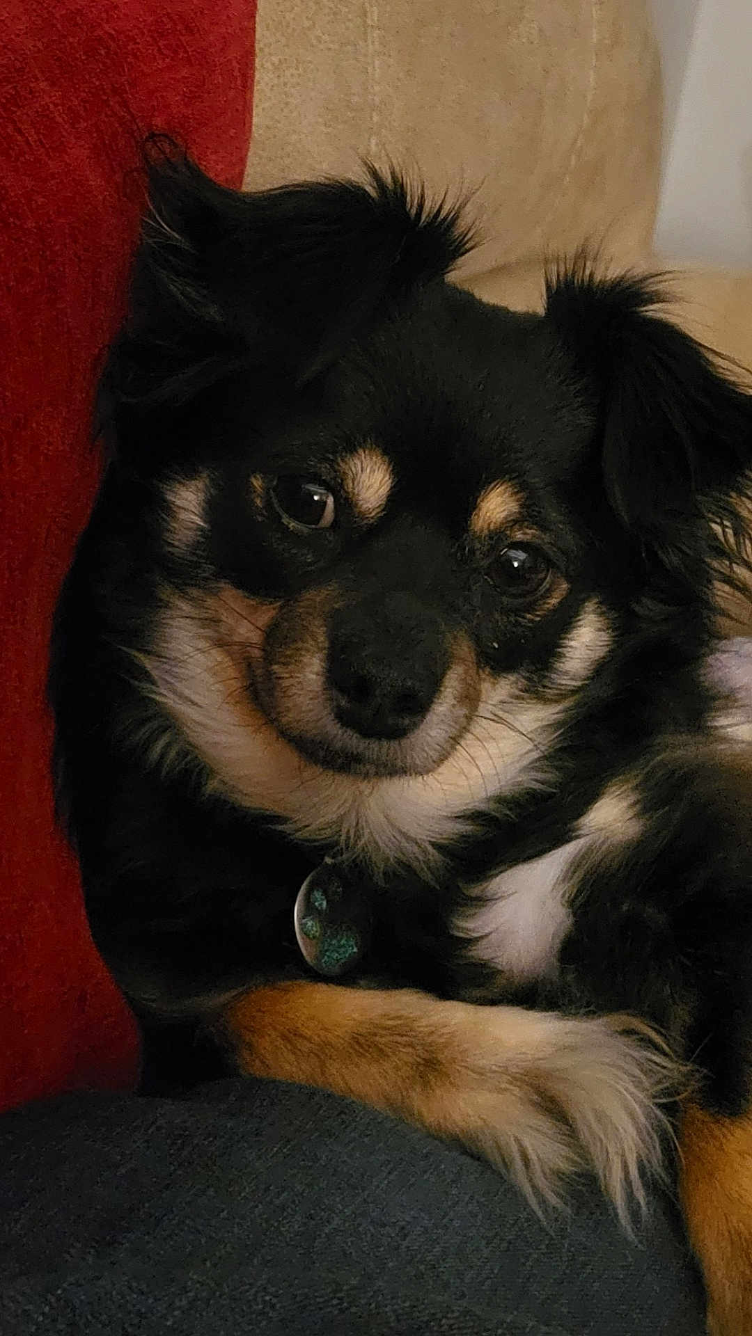 Luna is registered to the contest to win money with this photo: dog, pet, close_up, black, tan, fur, ears, eyes, nose, collar, tag, relaxed, indoor, sofa, couch, cozy, portrait, cute, animal, companion
