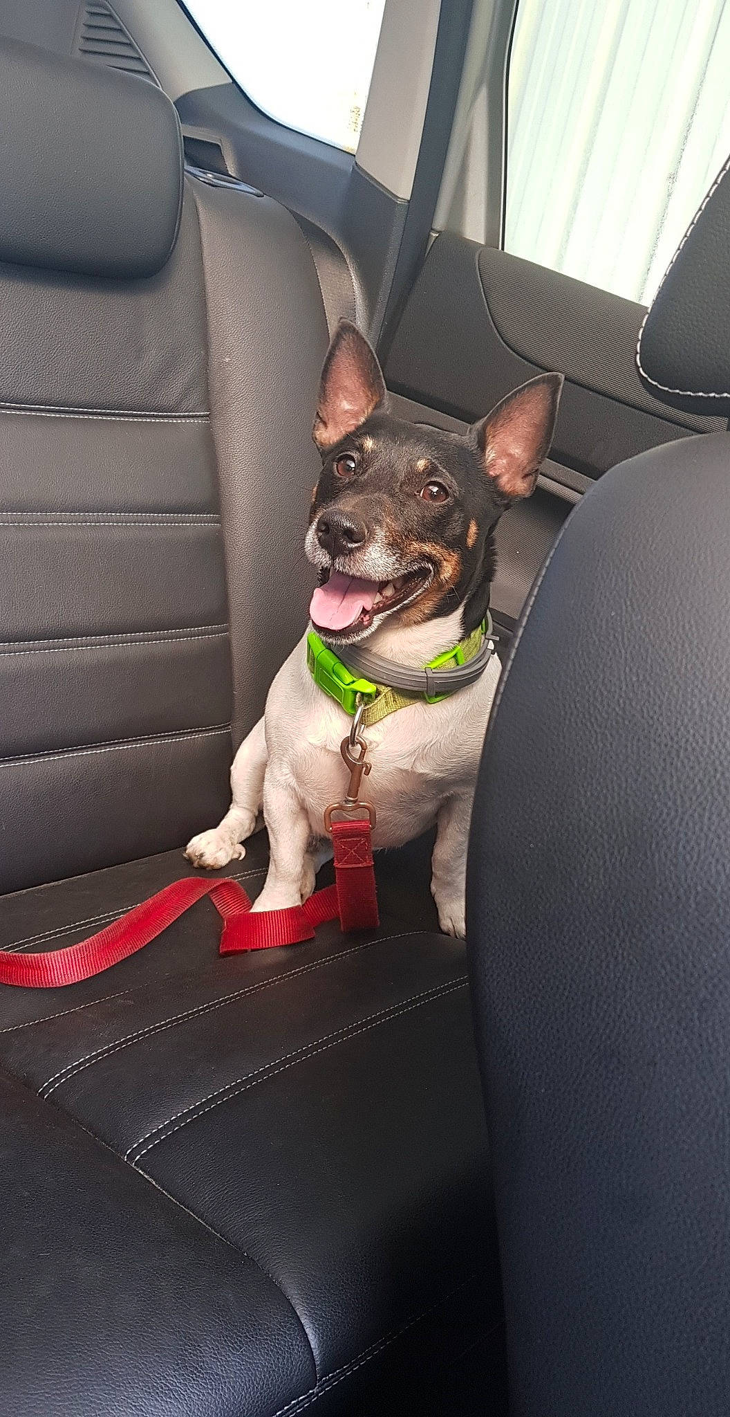 Junior a rejoint le concours — aidez-le/la à gagner de superbes lots ! canidae, car_seat, car_seat_cover, carnivore, companion_dog, dog, dog_breed, rat_terrier, seat_belt, snout, sporting_group, toy_dog, vehicle