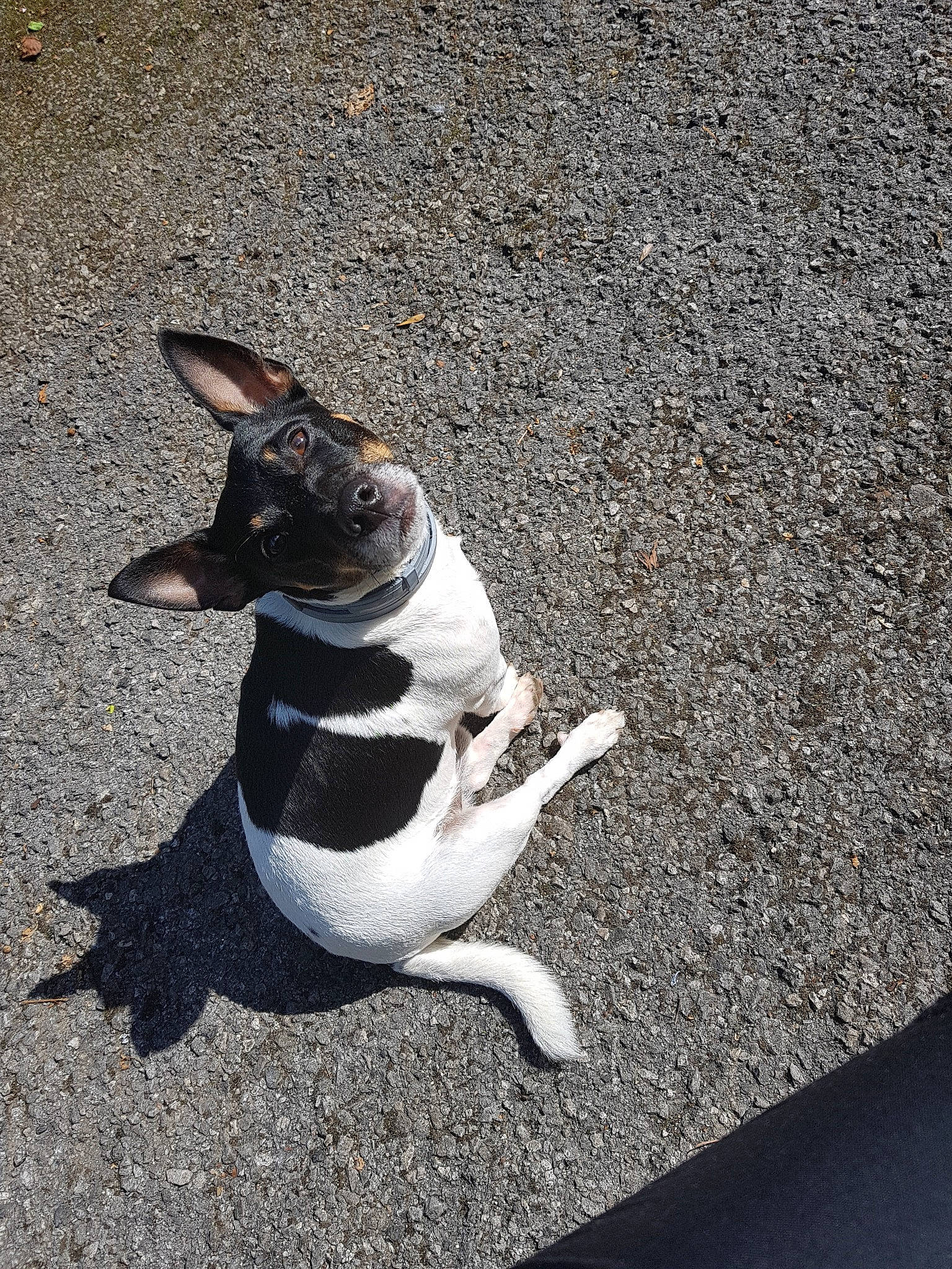 Junior participe au concours pour gagner de l'argent avec cette photo : canidae, carnivore, companion_dog, dog, dog_breed, feist, mammal, non_sporting_group, rat_terrier, shadow, sporting_group, tail, teddy_roosevelt_terrier, terrier, toy_fox_terrier