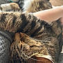 cat, tabby, sleeping, fur, whiskers, close_up, pet, domestic_animal, relaxation, nap, cozy, human_arm, indoor, rest, animal, cute, soft, comfort, friendship, companionship