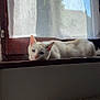 cat, white_cat, window_sill, curtain, indoor, blue_eyes, wooden_frame, radiator, sunlight, relaxed, pet, animal, resting, quiet, natural_light, cozy, home, feline, domestic_cat, window