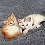 kitten, cat, orange_cat, white_cat, blue_eyes, pets, cute, furry, small, resting, cozy, indoor, soft, blanket, two_animals, animal_pair, young, domestic_cat, fur, companion