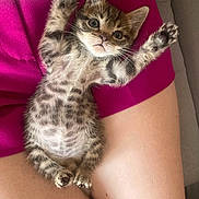 Billy participe au concours pour gagner de l'argent avec cette photo : kitten, tabby, cat, pet, animal, feline, baby, paw, fur, whiskers, cute, lying_down, lap, human_skin, clothing, magenta, relaxed, indoor, closeup, expression