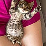 kitten, tabby, cat, pet, animal, feline, baby, paw, fur, whiskers, cute, lying_down, lap, human_skin, clothing, magenta, relaxed, indoor, closeup, expression