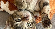 Billy a rejoint le concours — aidez-le/la à gagner de superbes lots ! kitten, cat, pet, animal, feline, cute, playful, paw, whiskers, eyes, fur, striped, blanket, orange, white, cozy, indoor, resting, soft, curious