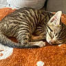 Billy a rejoint le concours — aidez-le/la à gagner de superbes lots ! kitten, cat, sleeping, tabby, feline, pet, animal, fur, cozy, blanket, orange, white, couch, indoor, resting, cute, small, domestic, young, peaceful