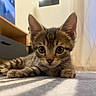 kitten, cat, tabby, pet, indoor, carpet, striped, closeup, cute, animal, feline, young, small, curious, whiskers, ears, eyes, lying_down, floor, domestic