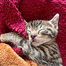 Billy participe au concours pour gagner de l'argent avec cette photo : kitten, sleeping, tabby, animal, pet, fur, whiskers, closeup, cozy, blanket, fabric, red, orange, cute, resting, young, nap, domestic_cat, soft, warm