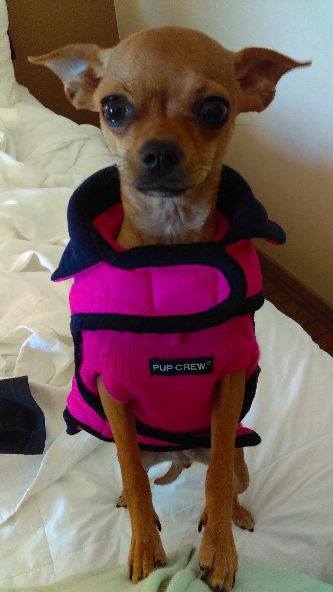 Denali joined the competition — help win amazing prizes! canidae, carnivore, chair, chihuahua, collar, companion_dog, dog, dog_breed, dog_clothes, dog_collar, dog_supply, fawn, fur, pink, seat_belt, snout, sporting_group, toy_dog, whiskers, working_animal