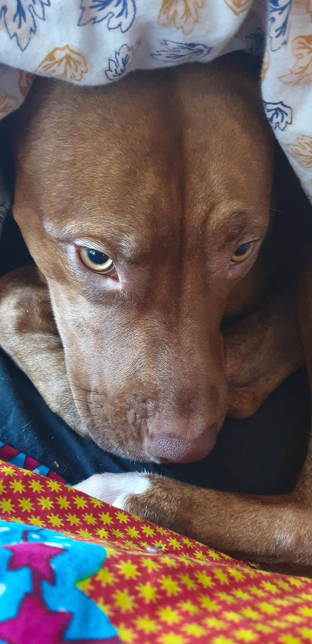 Dona a rejoint le concours — aidez-le/la à gagner de superbes lots ! american_pit_bull_terrier, canidae, carnivore, dog, dog_breed, ear, fawn, mammal, non_sporting_group, nose, pit_bull, snout, sporting_group, vertebrate, vizsla, whiskers