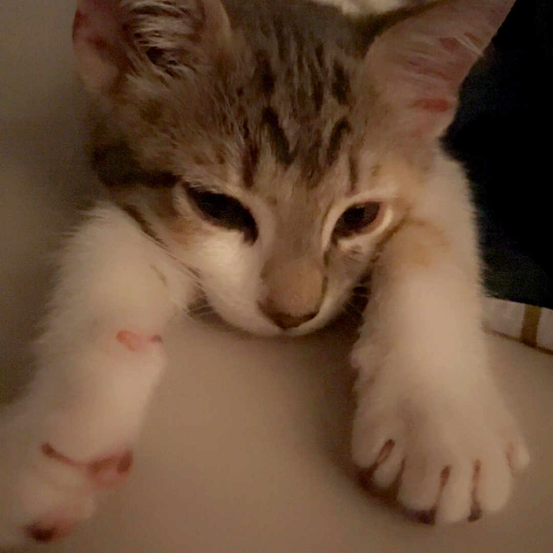 Bella a rejoint le concours — aidez-le/la à gagner de superbes lots ! abyssinian, angora, animal, cat, face, hardwood, head, kitten, manx, person, pet, siamese, sleeping, wood